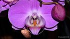 Flors18_04_small.jpg