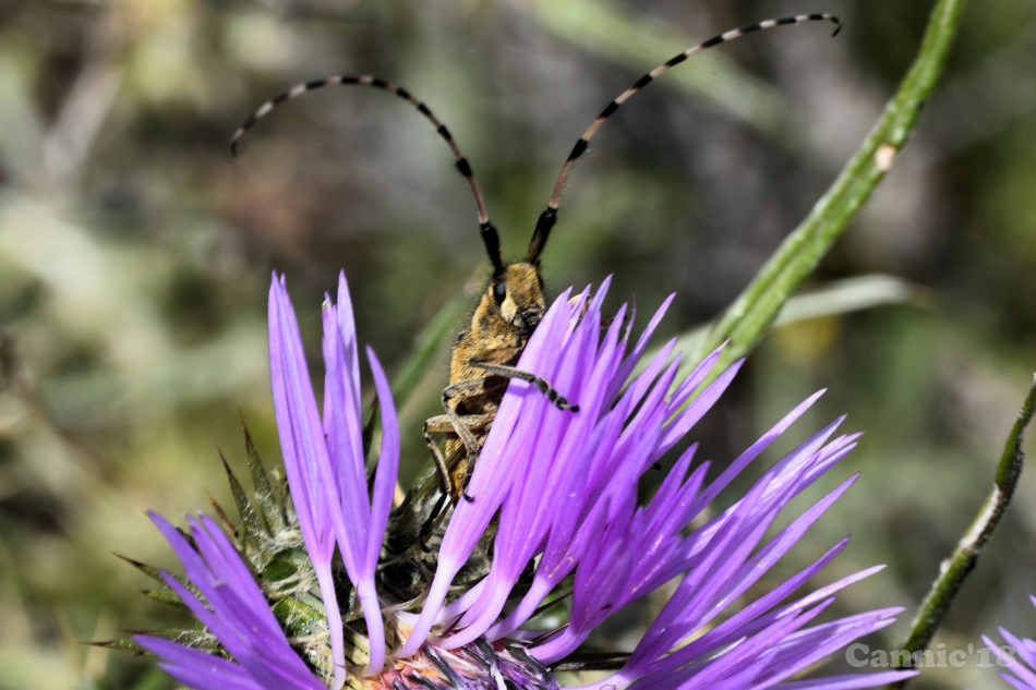 Flors18_20.jpg