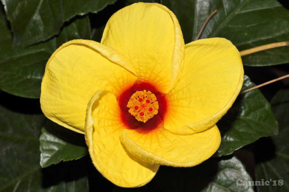 Flors18_31.jpg