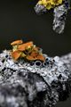 Flors18_37_small.jpg