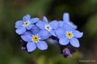 BenascIvons19_15_small.jpg