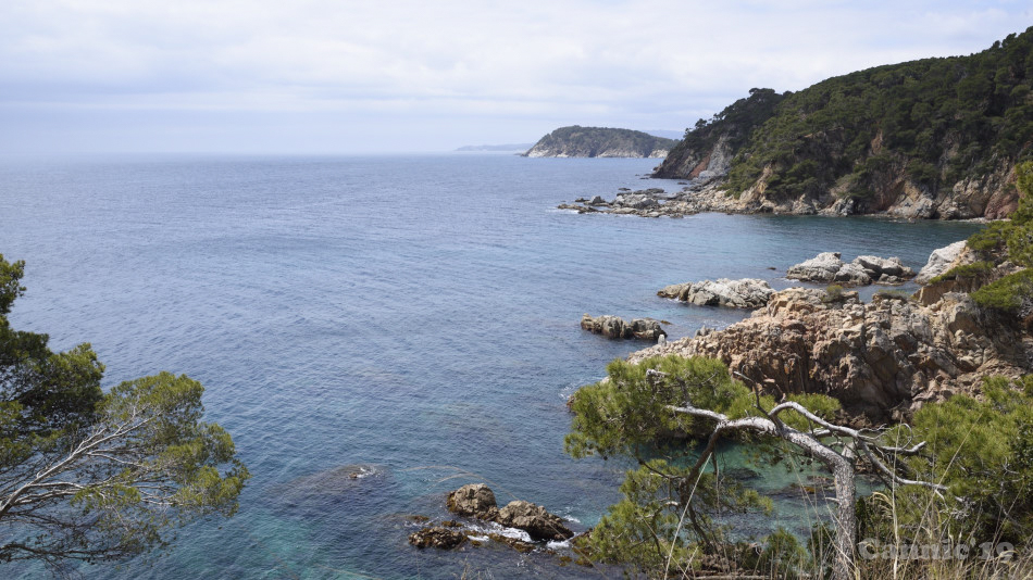 CalaSAlguer2019_14.jpg