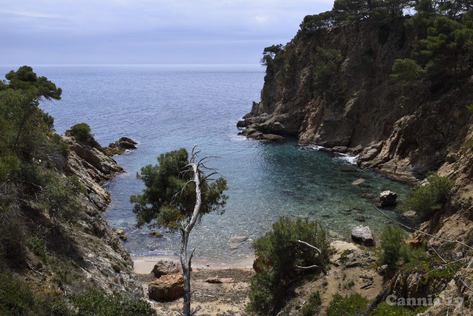 CalaSAlguer2019_17.jpg