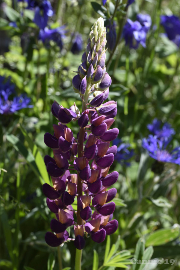 Meije201906_08.jpg