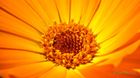20210401Flors_30_small.jpg