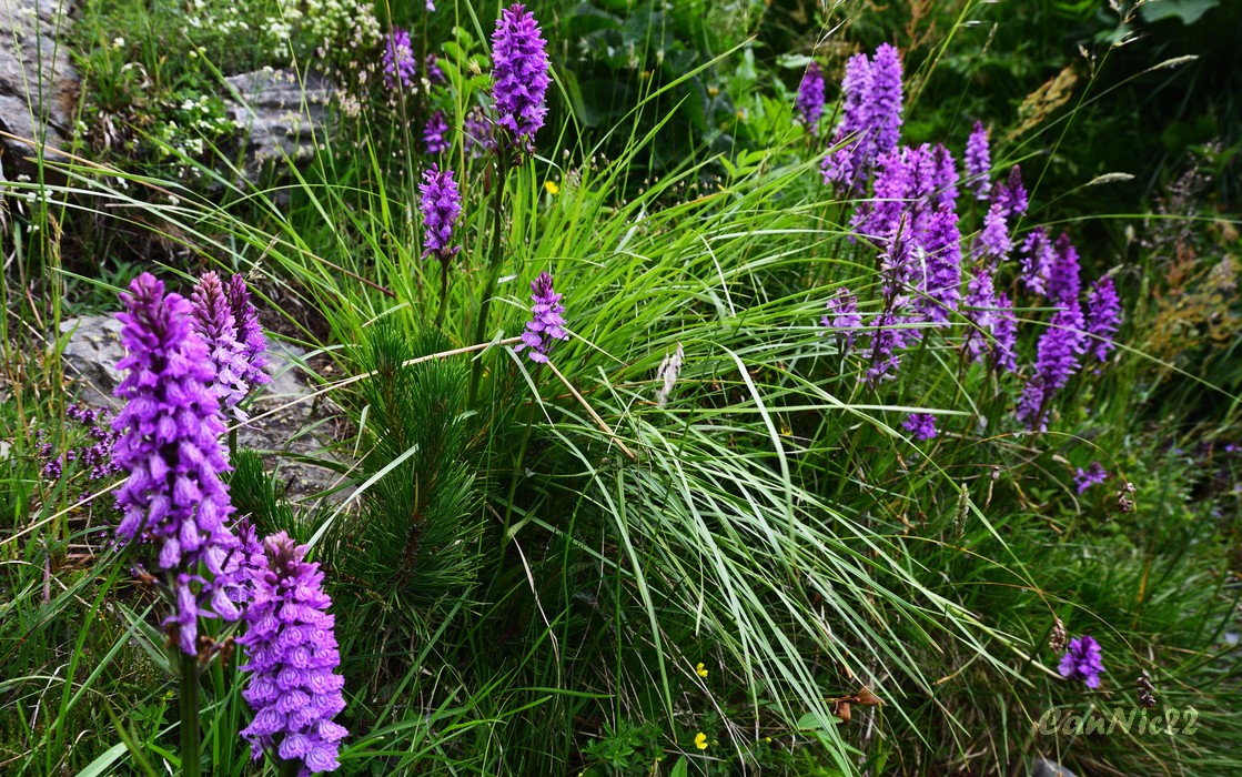 20220625EstanyBlau_08.jpg