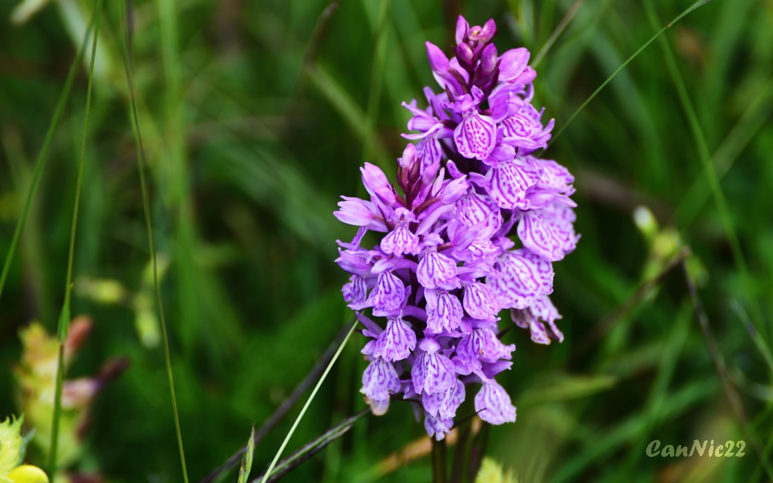 20220625EstanyBlau_10.jpg