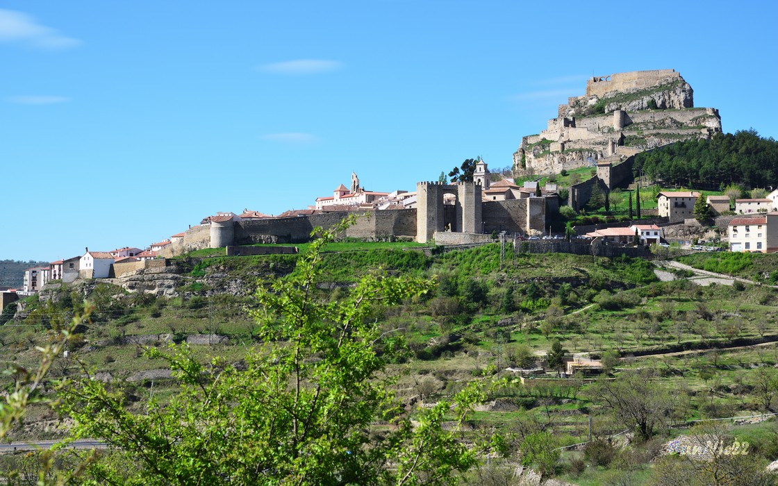 20220501Morella_01.jpg