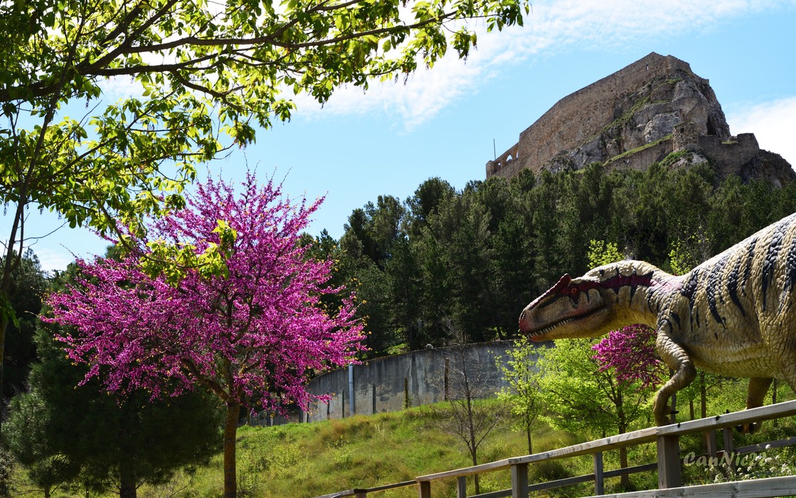 20220501Morella_20.jpg