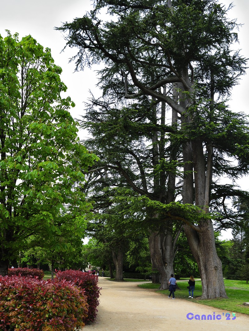 20230501Chenonceau_43.jpg