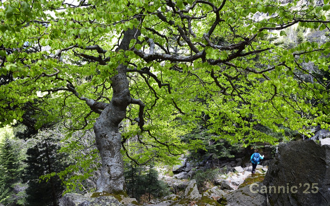 LlacBesiberris_20250524_01.jpg