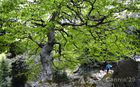 LlacBesiberris_20250524_01_small.jpg