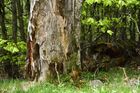 LlacBesiberris_20250524_02_small.jpg